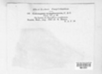 Pseudocercospora nymphaeacea image